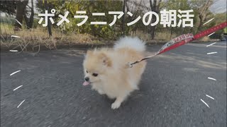 【モーニングルーティン】早起きして愛犬と過ごす休日