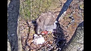 Full house for breakfast at Riga Goshawks. 09 May 2022