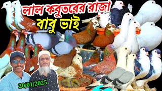 লাল কবুতরের রাজা বাবু ভাইয়ের খামার থেকে সবচেয়ে কমদামে কবুতর কিনুন হাই কোয়ালিটি ফেন্সি রেসার কবুতর