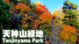 秋の天神山緑地を歩いてきた　I walked around Tenjinyama Park in autumn