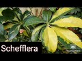 How to make Schefflera bushy//Best time to Prune//Winter & Summer Care//Leaf fall reasons(Hindi)