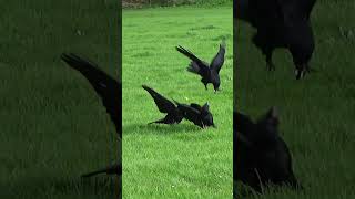 Crow Fight, Vicious Three Way Melee / Park Crows