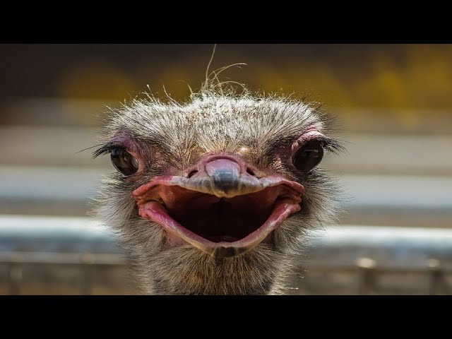 Ostrich Screaming Look At The Scary Kiwi Bird Making Terrifying