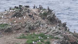 オオセグロカモメコロニー　24/5　Slaty-backed gull