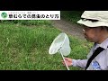 特別編！　昆虫のとり方　教えます！　「草むらでの昆虫のとり方」