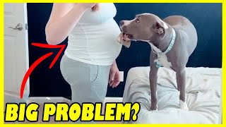 Her Dog Didn't Stop Barking at Her Pregnant Belly, Then She Realized The Dog Was Trying To Warn Her!