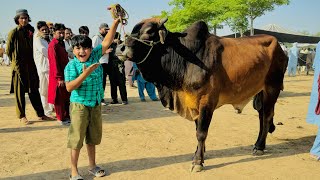 ALHAMDULILLAH Ali ko qurbani k leye Janwar pasand a gaya 😱 || Biggest Cow || Cow Mandi vlog ||