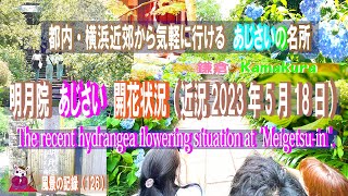 明月院（あじさい寺）開花状況2023　【　近況　2023年5月18日　】 (The recent hydrangea flowering situation at \