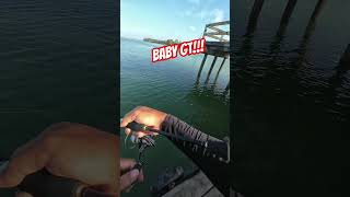 Baby gt under the jetty #fishing #ajing #ajingfishing #daiwa #majorcraft #djiaction4