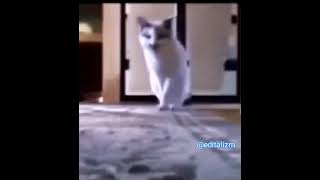 Bana Para Ver Kedi Video Klip Mp4 Mp3