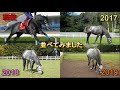 芦毛馬を毎年撮影した結果、毛色が！？（ゴールドシップ＆エイシンヒカリ）