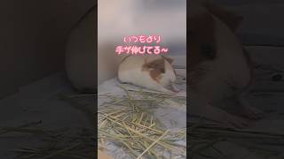 手が伸びててムックさ増し増し！ #guineapig #かわいい #モルモット