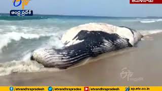 Watch | Whale Shark Washed Ashore | at Valinokkam Beach | in Tamil Nadu