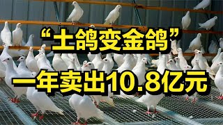 湖南大叔养鸽子，自创鸽子投喂机，年销售额达10.8亿元！