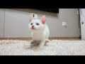 when i saw a baby cat in slow motion i found a rabbit