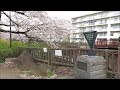 石神井川❀南田中の桜❀お花見散策➡薬師堂橋➡坂下橋辺り➡街歩記 まちあるき 📷🎥shakujii river ❀ minami tanaka cherry blossoms hanami stroll