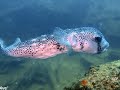 Sea of Cortez, Mexico - Liveaboard Diving from Nautilus Explorer - September 2022