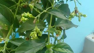 pavalamalli kashayam night Jasmine tamil