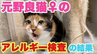 元野良猫ちゃんのアレルギー検査の結果が出たのでお知らせします！