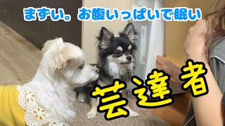 【犬芸】お鼻スッポリ。チワワは天才、芸達者