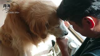 [Ice for dogs] The rainy season is over again this year!　Ｇolden Retriever