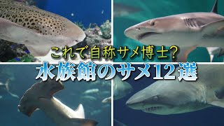 水族館好き必見！水族館でよく見るサメ12選とオススメ水族館を紹介！