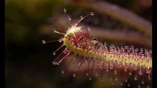 Midge on Drosera capensis (Sundew) .mov