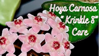 How I Care For My Hoya Carnosa Krinkle 8 // Care // Propagation // Blooms 🌸