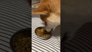 ご飯食べない柴犬に１粒ずつ手であげてみたら…#shorts  #柴犬