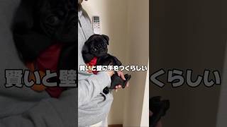 【壁ドンチャレンジ】賢い犬は壁に手をつくらしい