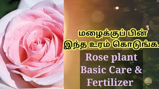 Rose plant Basic Details \u0026 Fertilizer / மழைக்குப் பின் இந்த உரம் கொடுங்க...