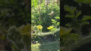 【家庭種菜】4Kcome on bee 西瓜授粉watermelon pollination #pollination #shorts