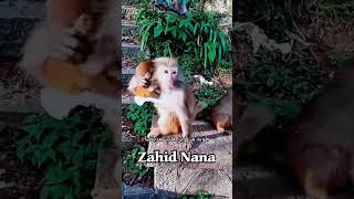 پستولی کی ماما سے بچ کے رہنا #zahidalirana #monkey #pastoli #funny #comedy #cute #youtubeshorts