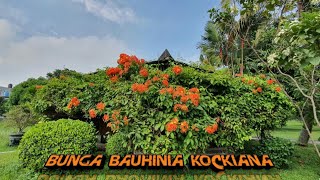 Bunga Rambat Bauhinia Kockiana yang berbunga sepanjang waktu sampai menutupi Saung