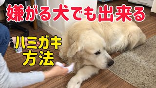 歯磨きを嫌がる犬、この方法で簡単にハミガキができるようになりました！しゃべるゴールデンびーびー