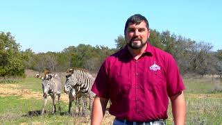 Fun Fact Friday Grevys Zebra HD 720p