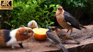 Ad-Free 10-Hour Cat TV 😺: 4K HDR Fun with Birds 🐦 & Mice Flocking to the Birdtables