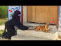 FAKE small GORILLA Vs Dog PRANK Funniest Dog Scared TRYTONOT Laugh Raipuriya Pranker MASTI PRANK ADA