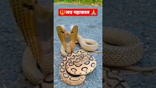 #वायरल #shorts #snake