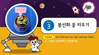 키잼과학 4월호 3차시 봉선화 꽃 피우기