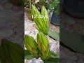 # Short # Viral ! Dragon Fruit timelapse -Bud to Flower