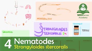 Strongyloides stercoralis