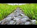 Amazing fishing! In the rain season a fisherman found a lot of fish along water way in canal