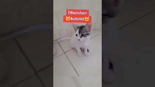 Dhurohen 🐱 kotelet 🐱 #adoptme #kitty #petshopandi #tirana #albania