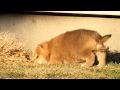 柴犬子犬赤柴雌id 1417　2011.11.25生まれ　2011.12.30撮影 柴犬.net shiba inu