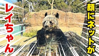 【ジャイアントパンダ】顔にネットを被りながら食事するレイちゃん　#レイレイ　#上野動物園  #panda