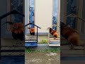 #viral  suara UNIK berkokok ayam hutan #ayamhutan #junglefowl #shorts