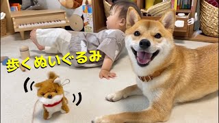 柴犬と娘の目の前で、おもちゃの犬が突然歩き出したら