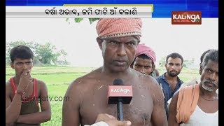 Bhadrak: Farming activities hit hard due to scanty rainfall in Chandbali and Tihidi | Kalinga TV