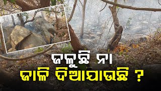 ଜଳୁଛି ନା ଜାଳି ଦିଆଯାଉଛି ? | Odisha Reporter